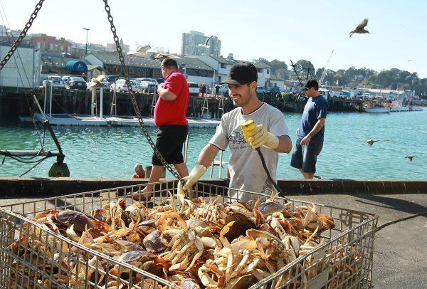 A worker moves a bin of Dungeness crab after it was offloaded from a fishing vessel on Nov. 17, 2010, in San Francisco. Oceana called for more restrictions during the state's crab fishing season to protect whales from being entangled in crab gear. (Justin Sullivan/Getty Images)