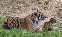 San Francisco Zoo Described as ‘Unsafe’ in City Report