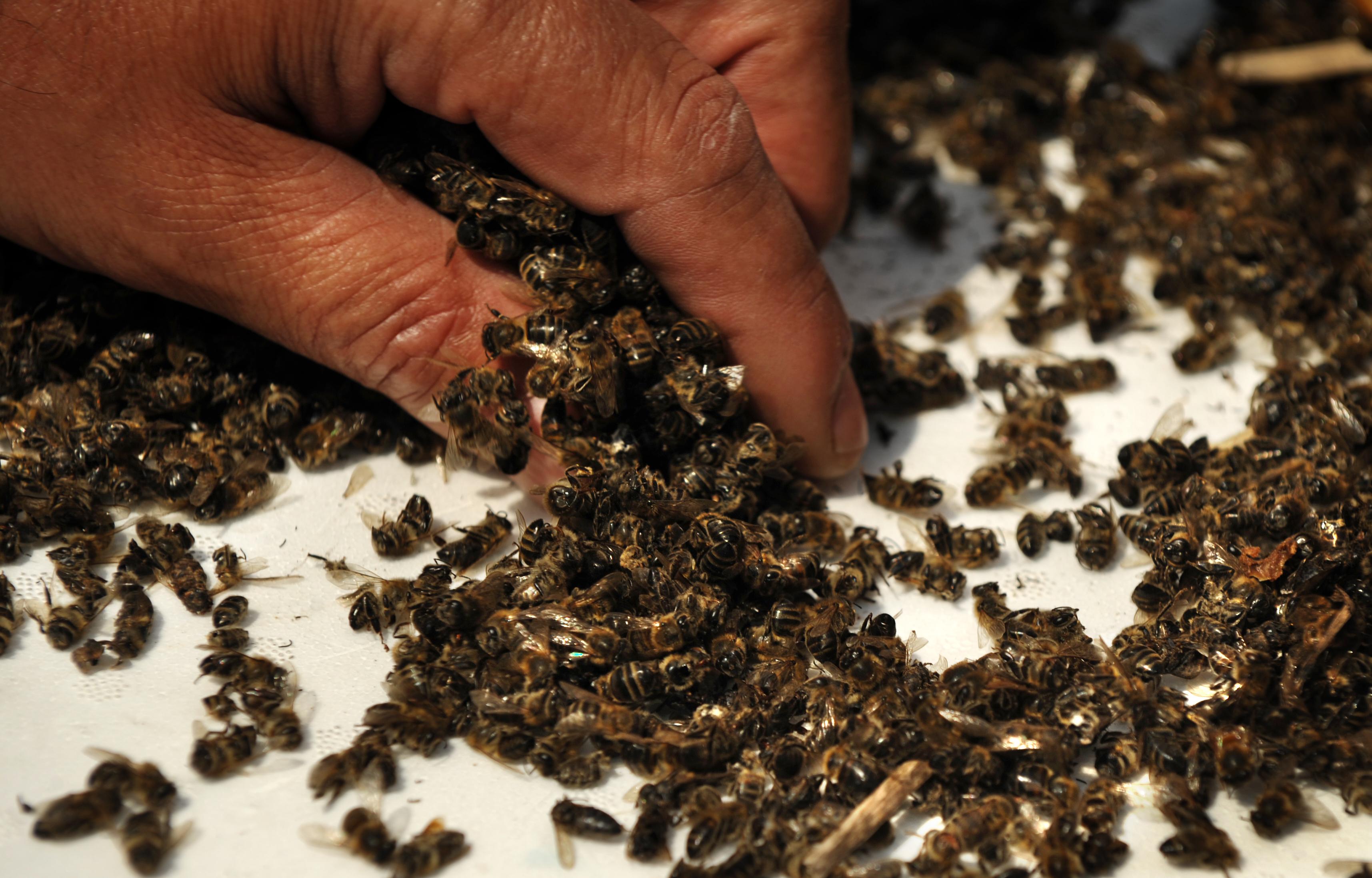 Millions of Bees at San Diego Bee Sanctuary Died From Insecticide: Officials