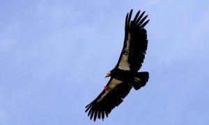 California Condors Set to Be Released as Population Makes Steady Comeback