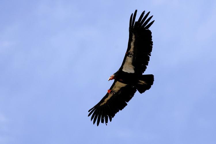 California Condors Set to Be Released as Population Makes Steady Comeback