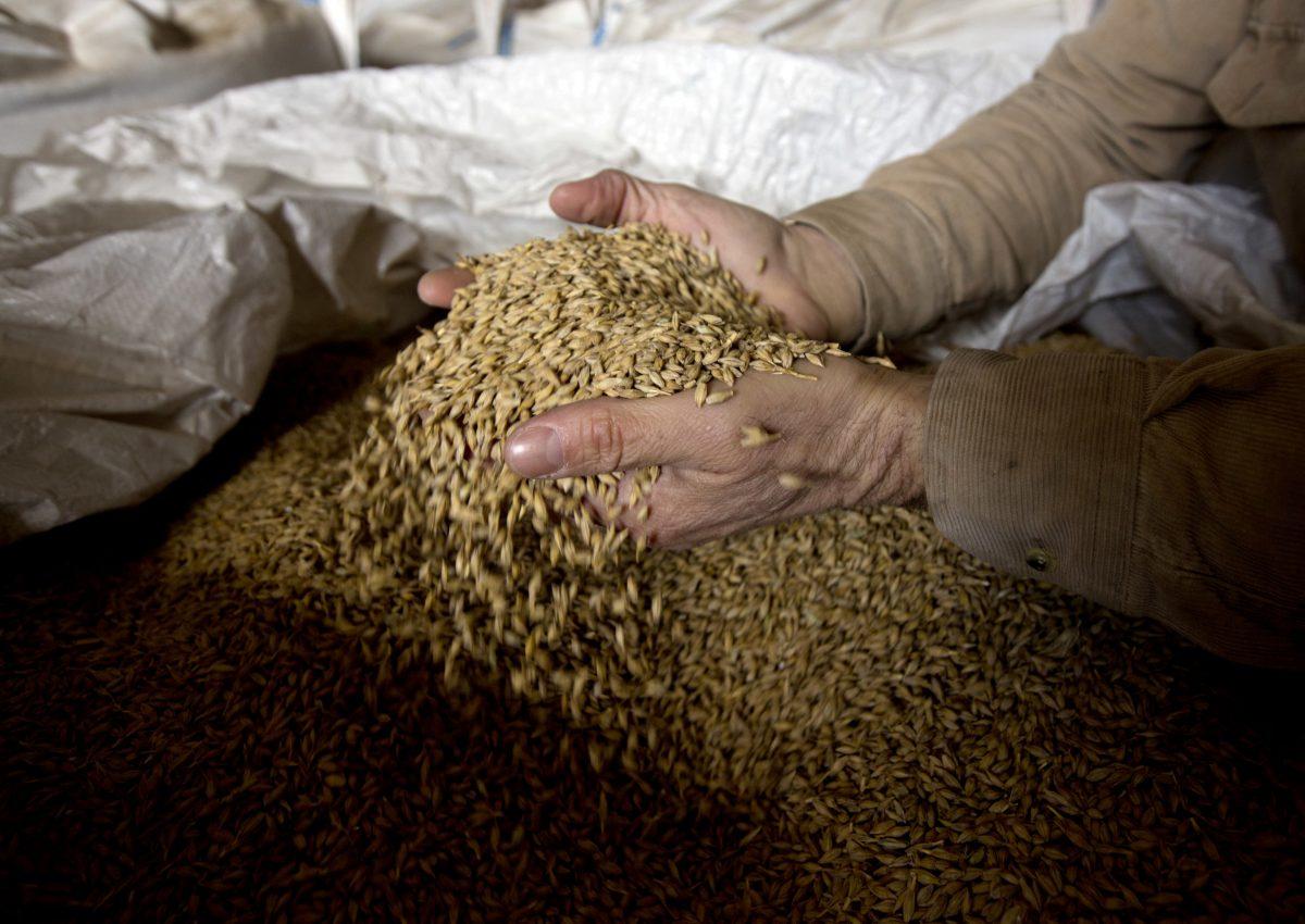 Farmer Ken Migliorelli stands in front of sacks of barley in a barn at his family's farm in Red Hook, N.Y. (AP Photo/Mike Groll)