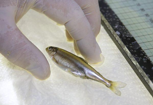 A Delta smelt at the University of California–Davis Fish Conservation and Culture Lab in Byron, Calif., on July 15, 2015. (Rich Pedroncelli/AP Photo)