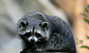 Los Angeles Health Officials Investigate 2 Human Infections of Raccoon Roundworm