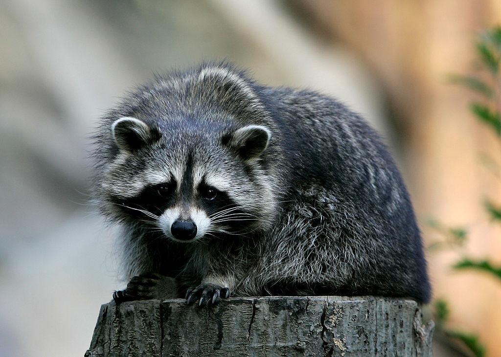 Los Angeles Health Officials Investigate 2 Human Infections of Raccoon Roundworm