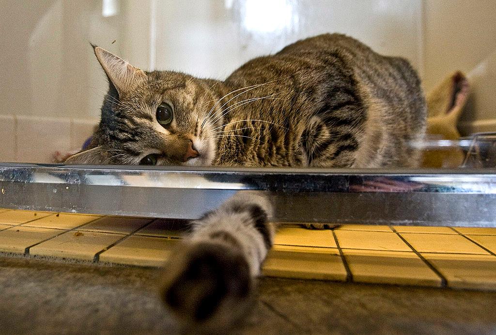 Lola, a domestic shorthaired cat, reaches under the enclosure at the Sacramento SPCA in Sacramento, Calif., on Feb. 1, 2008. (David Paul Morris/Getty Images)