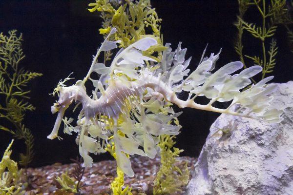 Sea dragon at Birch Aquarium at Scripps in La Jolla, Calif., on Aug. 2, 2017. (Channaly Philipp/The Epoch Times)