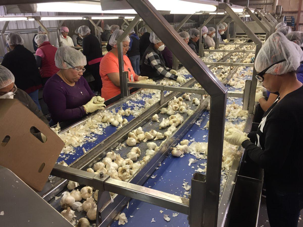 Workers at Christopher Ranch, in Gilroy, Calif., on Sept. 26, 2018. (Nancy Han/NTD)