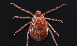 Double Threat: Babesiosis and Lyme Disease Co-Infection Rates Climb