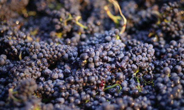 Grapes just picked are in a bin in Napa, Calif., on Aug. 29, 2014. (Eric Risberg/AP Photo)