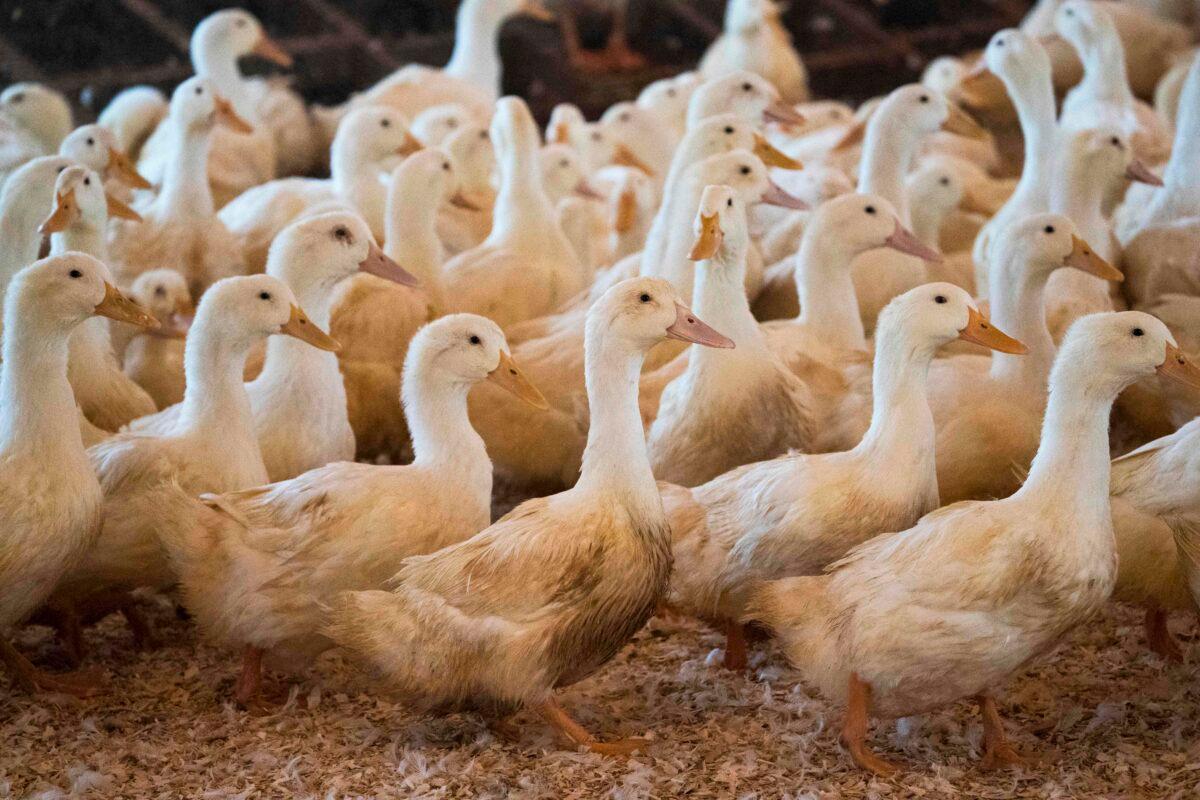 Ducks at Hudson Valley Duck Farm in Ferndale, New York, on Dec. 15, 2017. (Don Emmert/AFP via Getty Images)