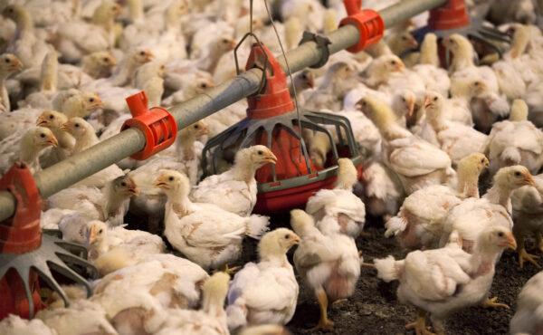Chickens feed from a row of feed bins at C&A Farms in Fairmont, N.C., on June 10, 2014. (Randall Hill/Reuters)