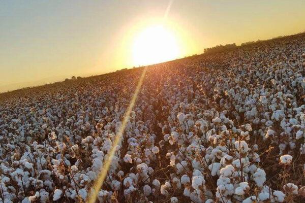 The sun sets over the cotton bolls on Erik Wilson's farm in Dos Palos, Calif. (Courtesy of Erik Wilson)