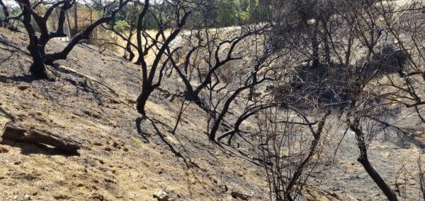 A view of the charred hillside behind Cherry Valley resident Jeff Elser’s home. Many mature oak trees were lost in the Apple Fire. (Courtesy of Jeff Elser)
