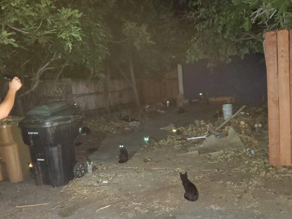 Cat trappers in Northern Orange County are stepping up to help capture the strays, take them to a vet to be fixed, and release them. (Courtesy of Han Tran)