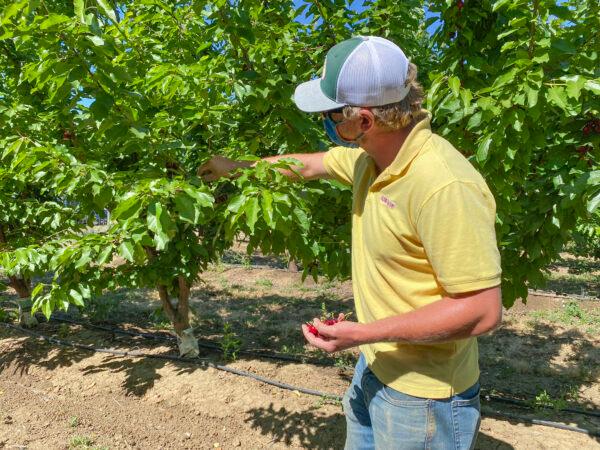 Jeff Houd at Nunn Better Farms in Brentwood, Calif., on May 20, 2021. Houd said he has been working on the farm since he was six and has now taken over for his grandfather. (Ilene Eng/The Epoch Times)