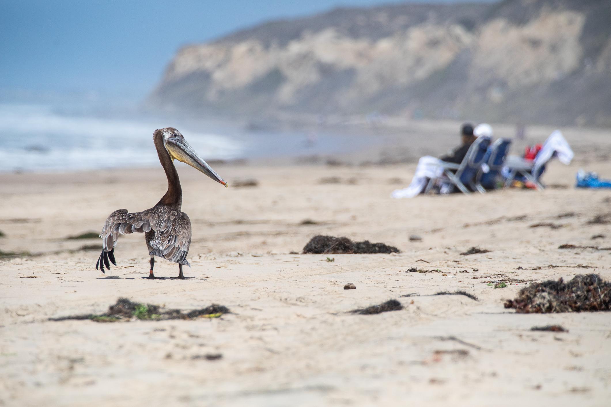 Reward Offered to Solve Mystery of Violent Pelican Attacks California