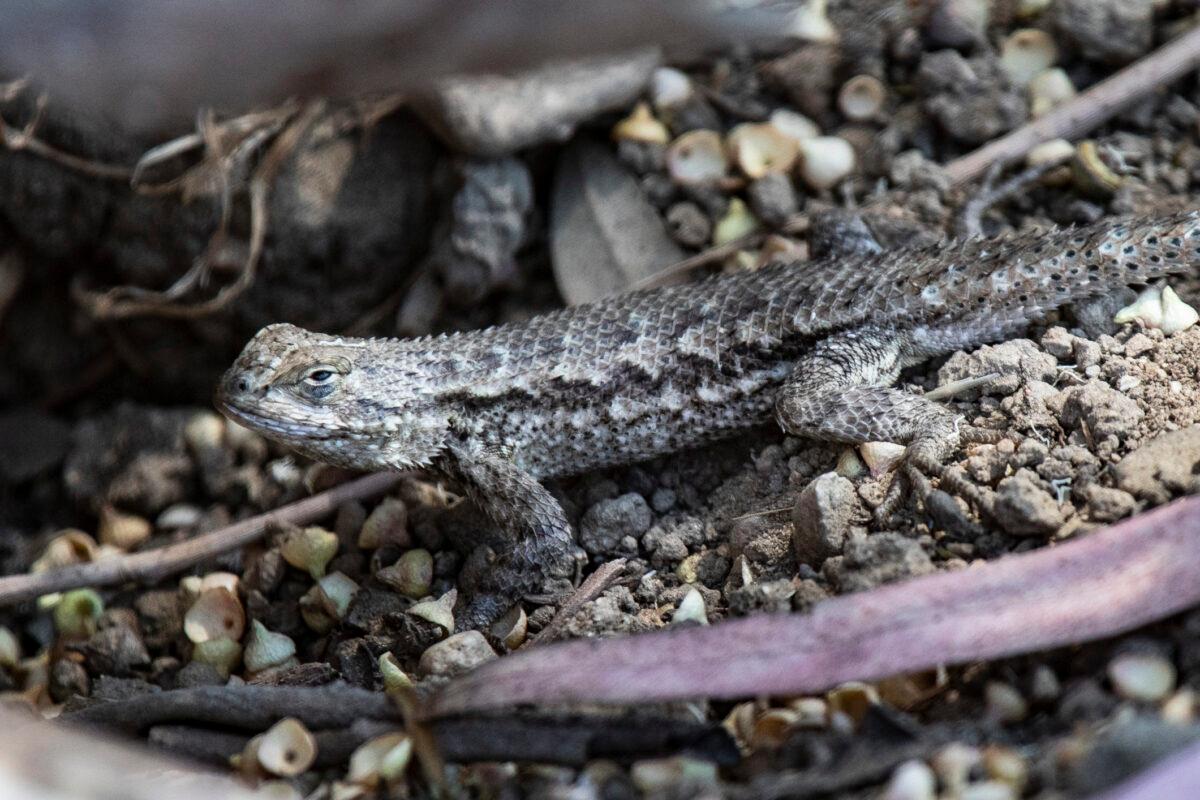 A Lizard emerges from a hole in the Banning Ranch property area in Costa Mesa, Calif., on Aug. 9, 2021. (John Fredricks/The Epoch Times)