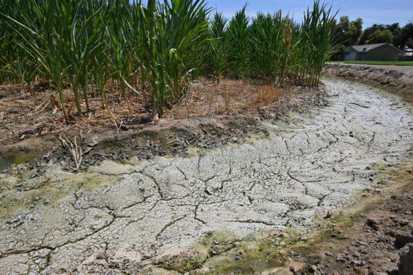The dried and cracked soil in an irrigation ditch next to a cornfield on a farm is seen in Fresno, Calif., on July 24, 2021. (Robyn Beck/AFP via Getty Images)