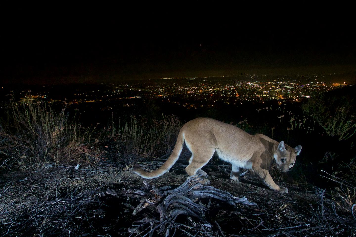 Mountain Lion Killed by Vehicle in Oceanside