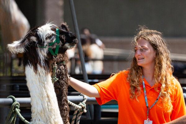 An Orange County Fair worker pets a llama in Costa Mesa, Calif., on July 16, 2021. (John Fredricks/The Epoch Times)