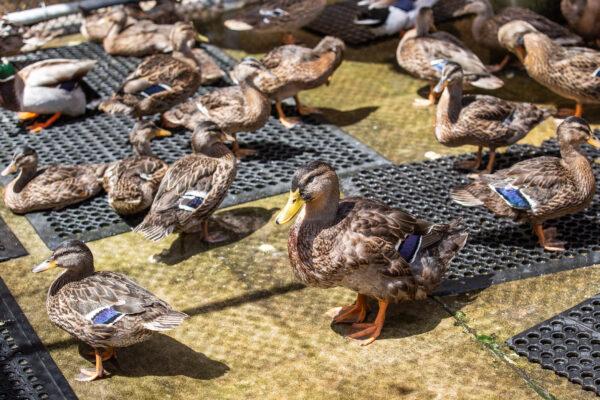 Ducks get the help they need at Wetlands and Wildlife Care Center in Huntington Beach, Calif., on May 5, 2021. (John Fredricks/The Epoch Times)