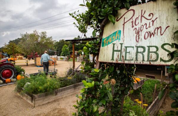 Manassero Farms in Irvine, Calif., on Oct. 7, 2021. (John Fredricks/The Epoch Times)