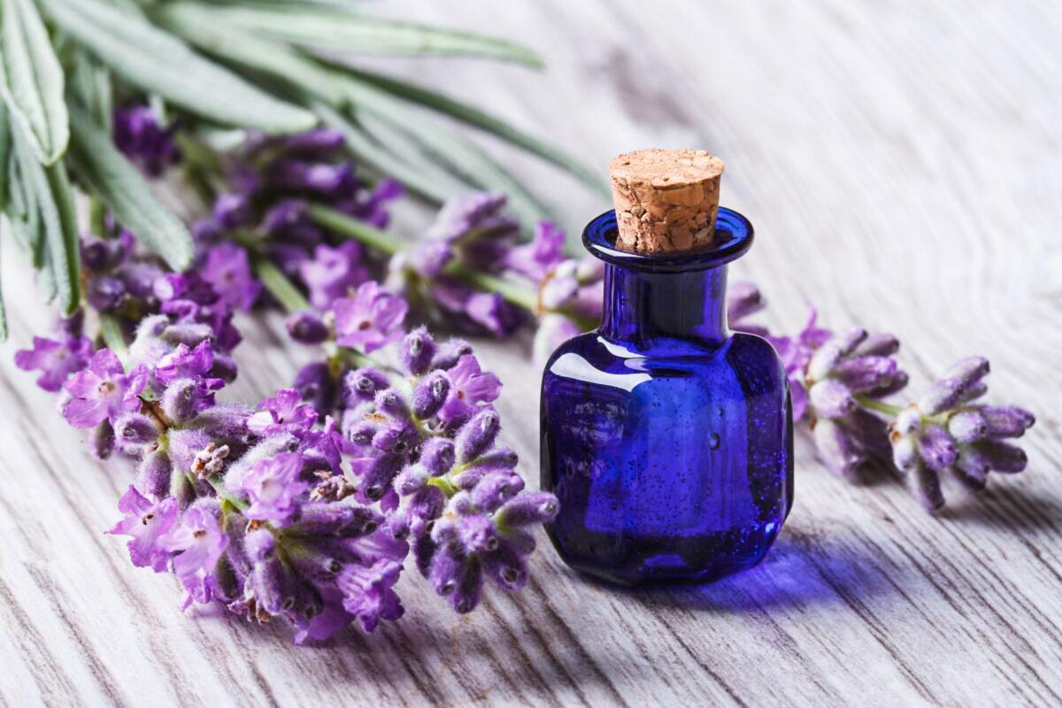 UCI Scientists Discover How Fragrance Can Triple Cognition Level for Elderly