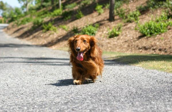 A dog walks without a leash in Lake Forest, Calif., on May 15, 2009. (John Fredricks/The Epoch Times)
