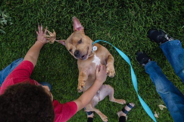 A pit bull plays in a park in Escondido, California on April 21, 2020. (Ariana Drehsler/AFP via Getty Images)