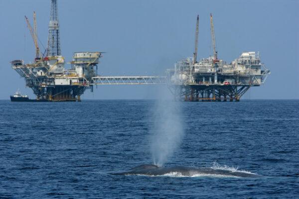 A rare and endangered blue whale off the coast of Long Beach, Calif., on July 16, 2008. (David McNew/Getty Images)