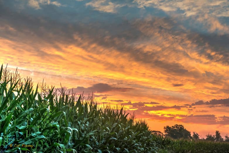 Looking for sunflower field but instead found this amazing morning sky burst forth over a cornfield outside Tonganoxie, KS. (Cat Rooney)