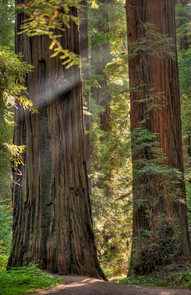 Called ancient giants, old growth Redwoods forest of northern California are profound to see and spend time among them. (Cat Rooney)