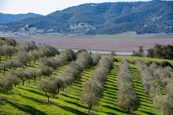 As with wine, you can find some amazing olive oil coming out of California if you know where to look. (Gary Saxe/Shutterstock)