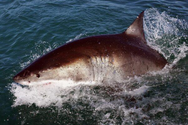 A shark lab study showed that at some California beaches, people in the ocean are near sharks most of the time. Above, a great white shark. (Dan Kitwood/Getty Images)