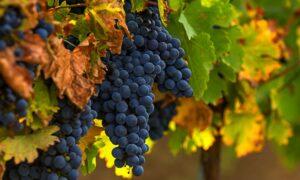 California Wineries on Brink of Losing Everything