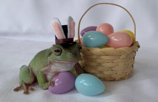 The winner of Cadbury's 2021 Easter Bunny hunt was Betty, a tree frog from Florida. (Courtesy of The Hershey Co.)