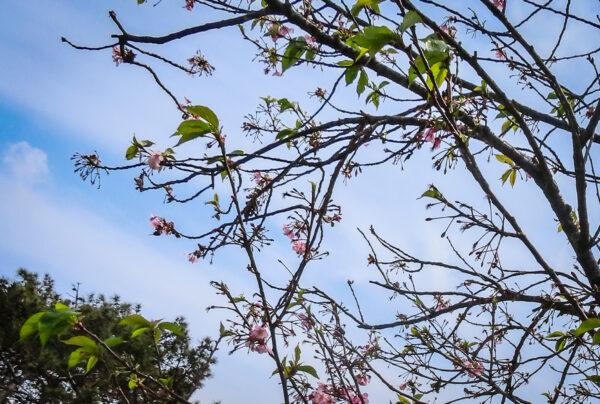 Cherry Blossoms at the ninth annual Cherry Blossom Festival in Torrance, Calif., on April 3, 2022. (Alice Sun/The Epoch Times)