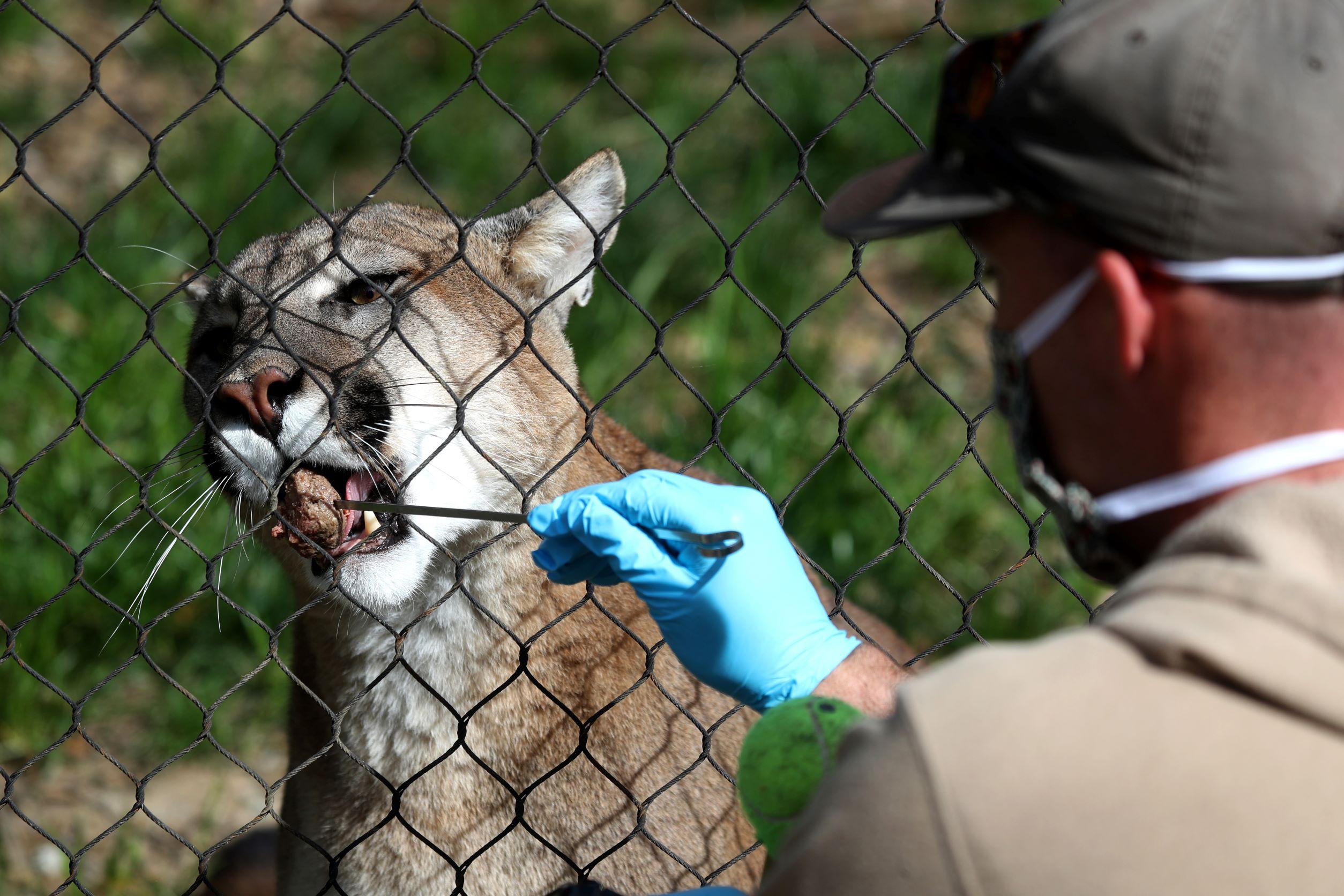 Cougar Discovered in Southern California Turkey Coop to Be Released