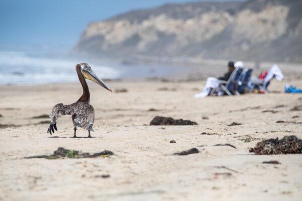 Pelicans are released back into the wild at Crystal Cove State Park in Newport Beach, Calif., on June 22, 2021. (John Fredricks/The Epoch Times)