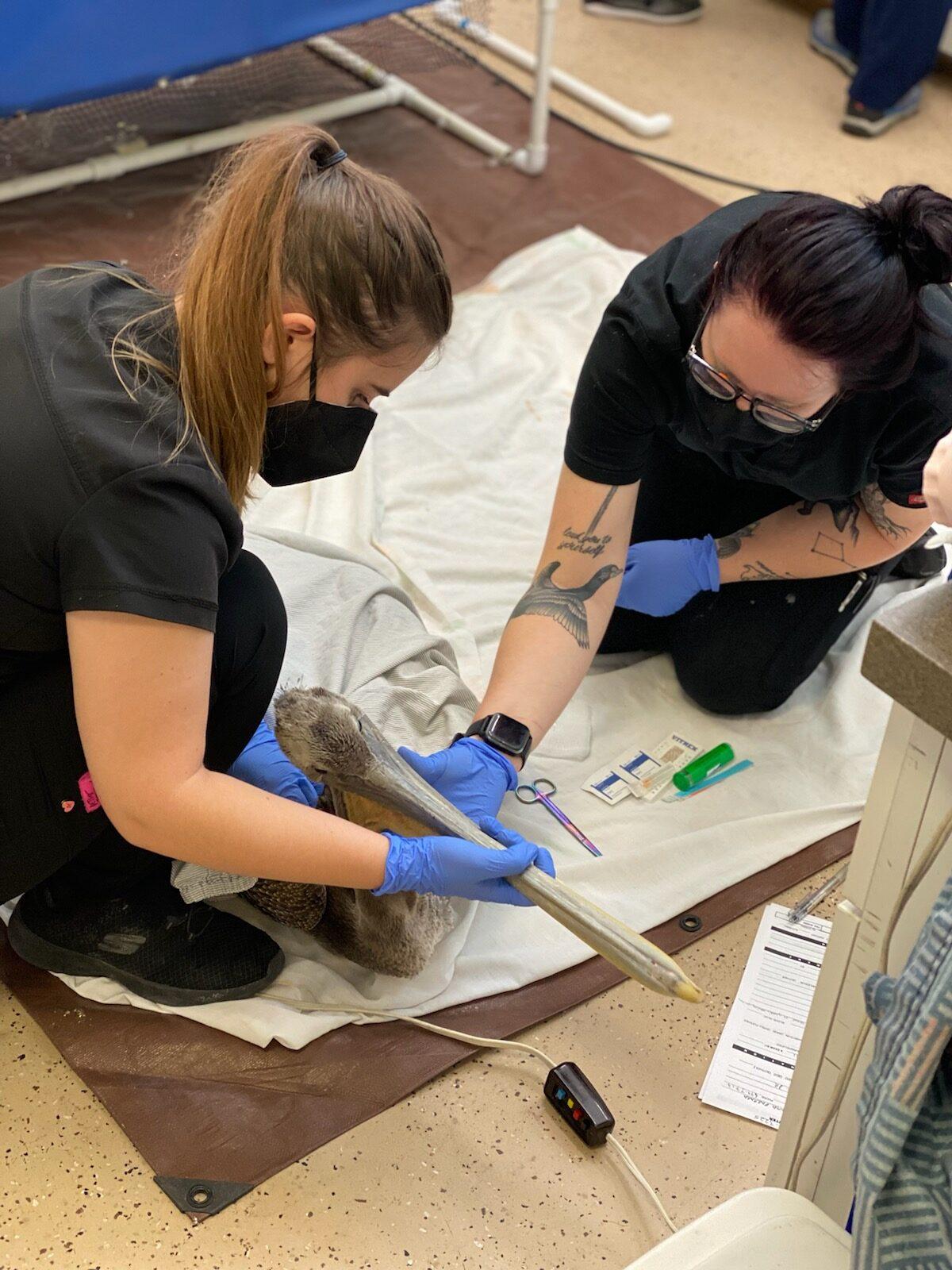 A brown pelican is treated at the Wetlands and Wildlife Care Center in Huntington Beach, Calif. (Courtesy of Debbie McGuire)
