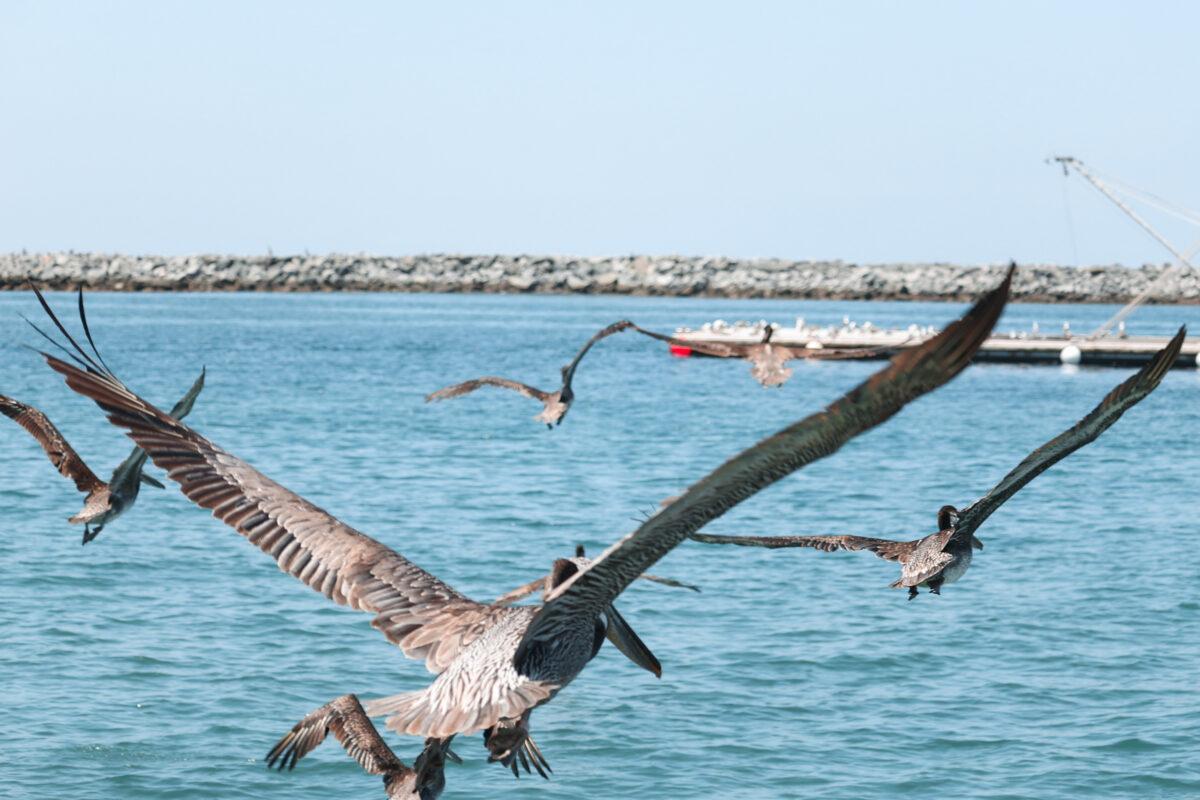 A group of brown pelicans are released and fly away after they had been nursed back to health, on a jetty at Corona Del Mar State Beach in Newport Beach, Calif., on June 17, 2022. (Julianne Foster/The Epoch Times)