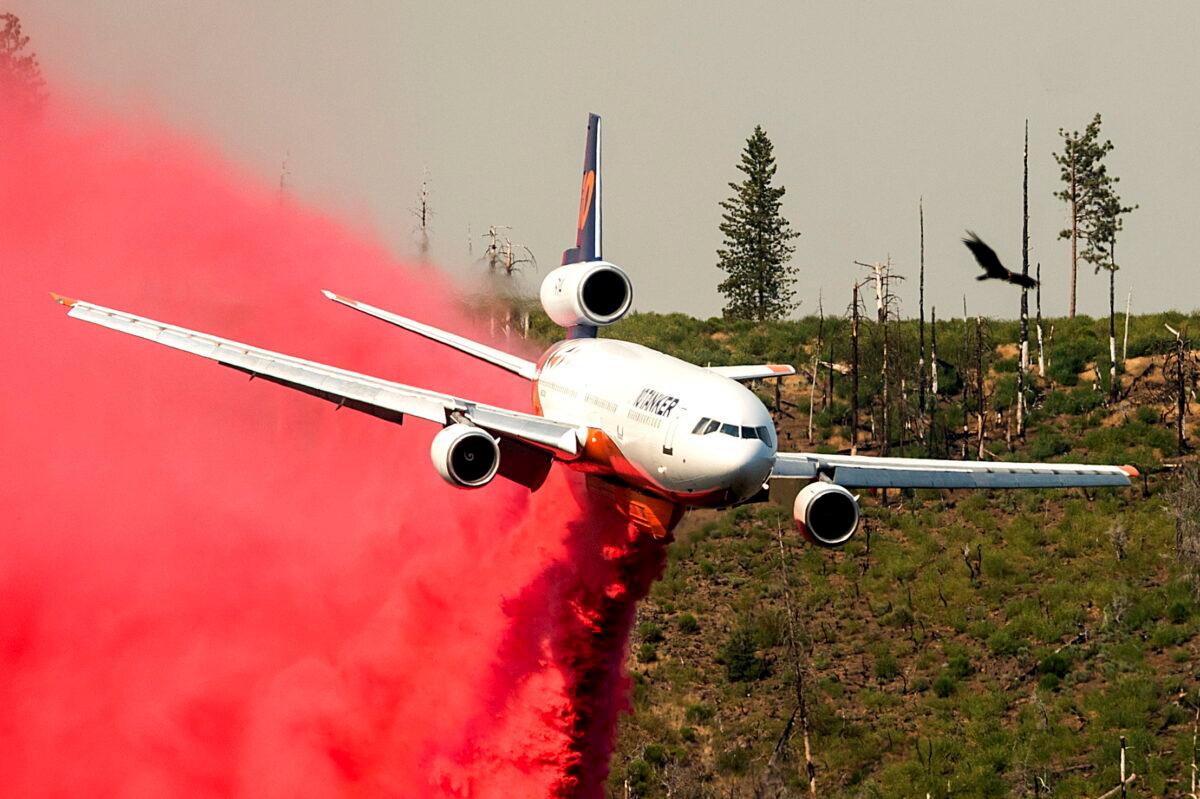 A bird flies above an air tanker battling the Oak Fire in Mariposa County, Calif., on July 24, 2022. (Noah Berger/AP Photo)