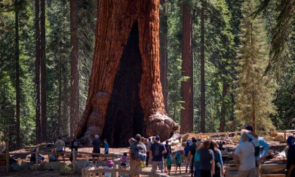 Visitors look at the Grizzly Giant tree in the Mariposa Grove of Giant Sequoias in Yosemite National Park, Calif., on May 21, 2018. (David McNew/AFP via Getty Images)