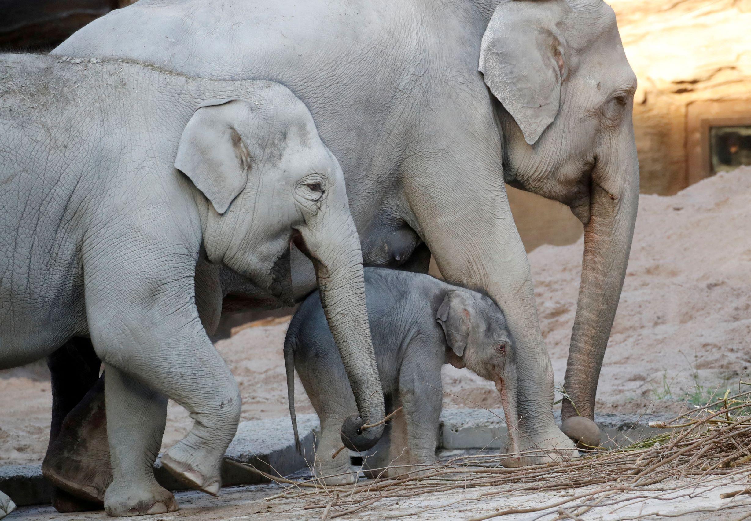 Ojai Becomes First US City to Recognize Bodily Rights of an Animal—Elephants