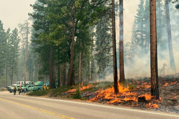The Washburn Fire burns next to a roadway north of the Wawona Hotel in Yosemite National Park, Calif., on July 11, 2022. (National Park Service via AP)