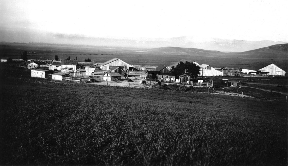 Camp Bonita cattle ranch in Irvine Ranch, Calif., in 1937. (Photo courtesy Orange County Archives)