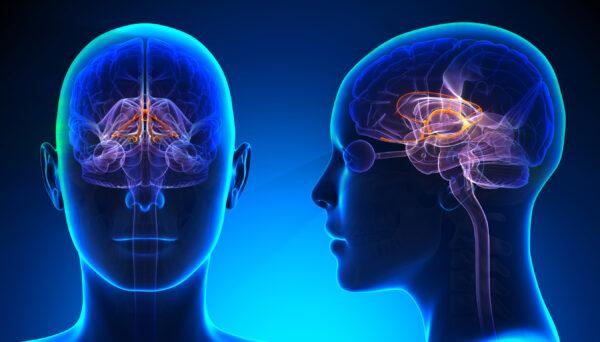 The limbic system (decade3d - anatomy online/Shutterstock)