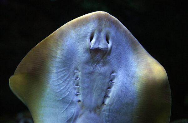 A Bluespotted stingray swims in the Aquarium of the Pacific complex in Long Beach, Calif., Nov. 8, 2006. (Gabriel Bouys/AFP via Getty Images)