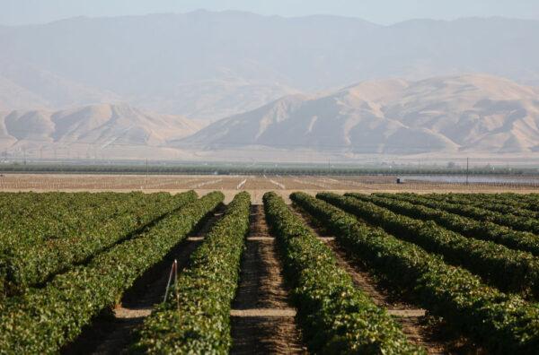 Rows of crops stand amid ongoing drought near Bakersfield, Calif., on Aug. 26, 2022. (Mario Tama/Getty Images)
